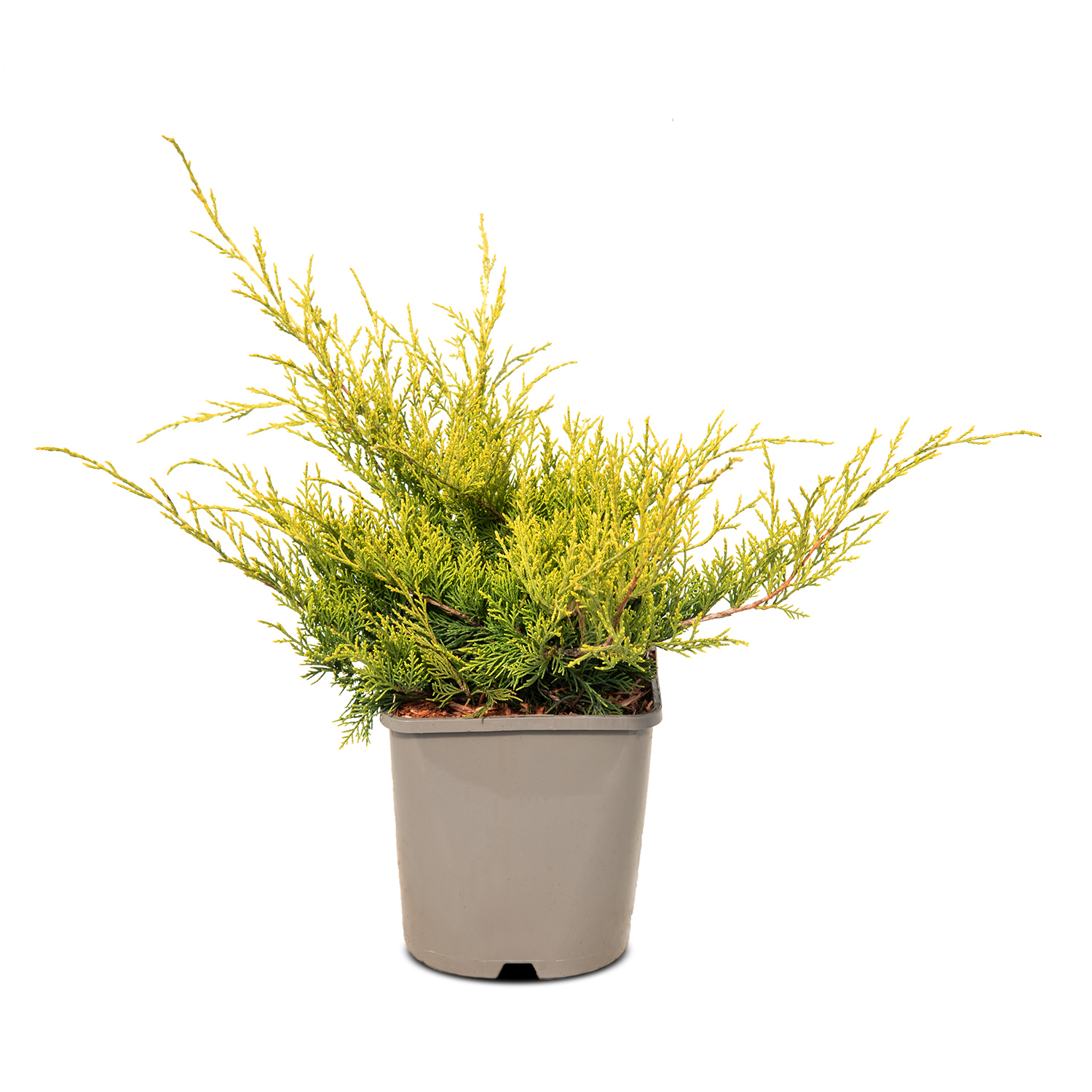 Можжевельник китайский Олд Голд